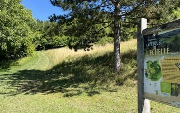Découvrez les gentianes auboises