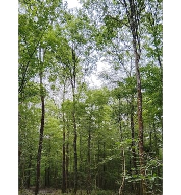 Explorez une forêt domaniale