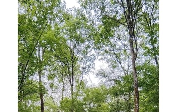 Explorez une forêt domaniale