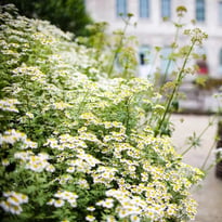 Flânez dans le jardin de plantes médicinales de l'Hôtel-Dieu