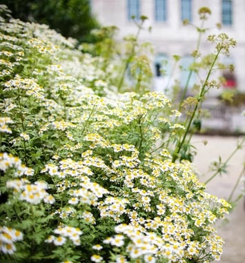Flânez dans le jardin de plantes médicinales de l'Hôtel-Dieu