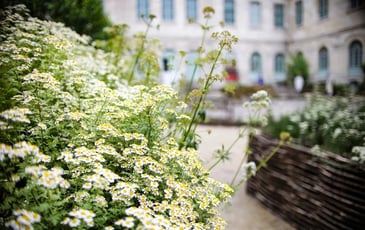 Flânez dans le jardin de plantes médicinales de l'Hôtel-Dieu