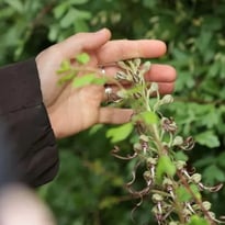 Balade botanique aux jardins du château
