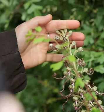 Balade botanique aux jardins du château