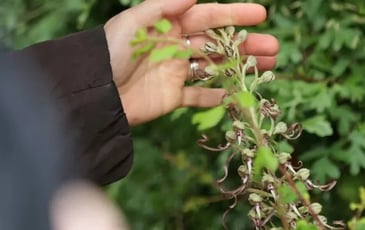 Balade botanique aux jardins du château