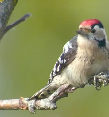 À la découverte de la biodiversité du Parc de la Rochefoucauld
