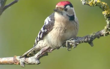 À la découverte de la biodiversité du Parc de la Rochefoucauld