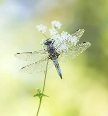 Mares et prairies : les petits animaux des zones humides!