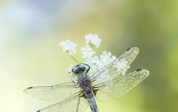 Mares et prairies : les petits animaux des zones humides!