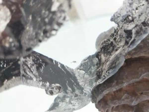 Exposition de nouvelles sculptures de Jean-François Lemaire