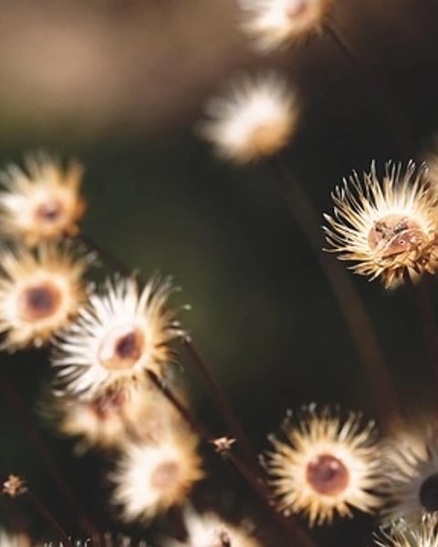 Exposition "Fleurs sauvages, fleurs et leurs hôtes"