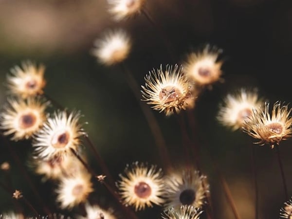Exposition "Fleurs sauvages, fleurs et leurs hôtes"