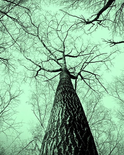 Exposition "L'arbre, mémoire du vivant"