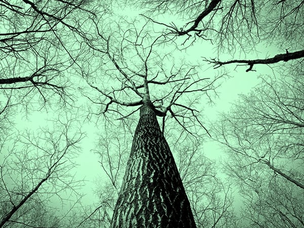Exposition "L'arbre, mémoire du vivant"